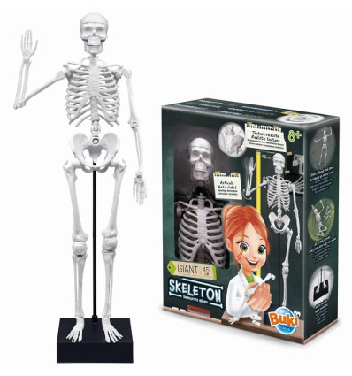 Szkielet Człowieka do złożenia 45 cm Buki 8+