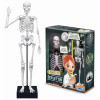 Szkielet Człowieka do złożenia 45 cm Buki 8+