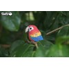 Papuga układanka 3D Eugy 6+